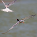 EF7A0296 Common Tern-2