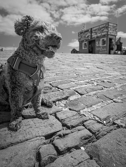 Scarborough sea dog