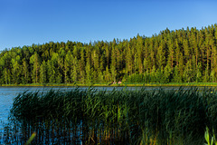Lahiniitunlahti