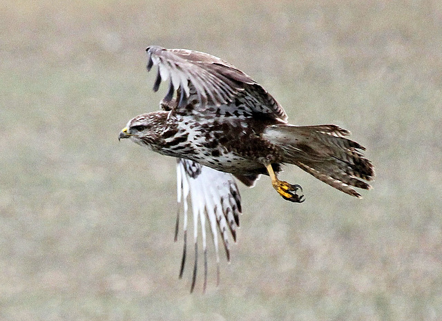 Abflug  ( Bussard)