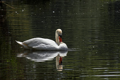 Höckerschwan