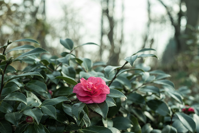 Camellia