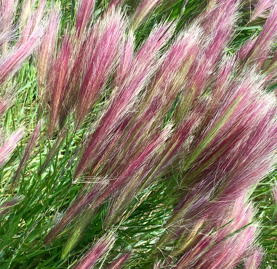 Patagonia wind