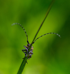 Long horn beetle