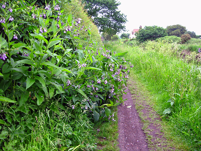Comfrey on the towpath near Mops Farm Bridge on the Staffordshire and Worcestershire Canal