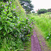Comfrey on the towpath near Mops Farm Bridge on the Staffordshire and Worcestershire Canal