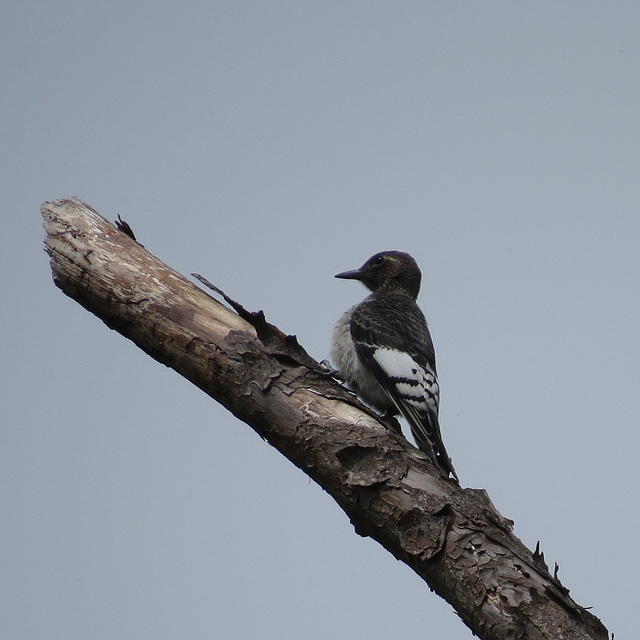 Red-headed woodpecker (juvenile)