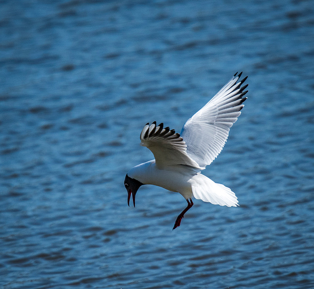 Black headed gull2