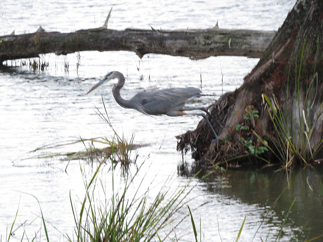 Great blue heron (1)