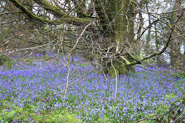 Bluebell Walk