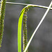 20210619 1001CPw [D~LIP] Hänge-Segge (Carex pendula), Bad Salzuflen