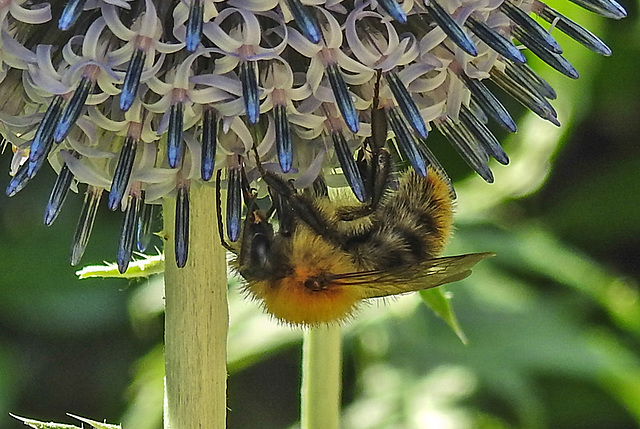 20210726 2004CPw [D~LIP] Insekt, Banater Kugeldistel (Echinops bannaticus), Bad Salzuflen