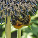 20210726 2004CPw [D~LIP] Insekt, Banater Kugeldistel (Echinops bannaticus), Bad Salzuflen