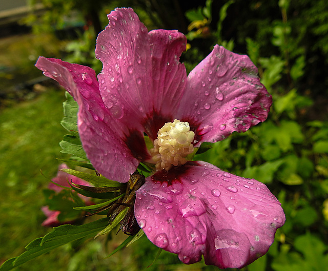 20210828 2607CPw [D~LIP] Straucheibisch (Hibiscus syriacus), Regentropfen, Bad Salzuflen