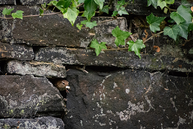 Wren emerging from the nest