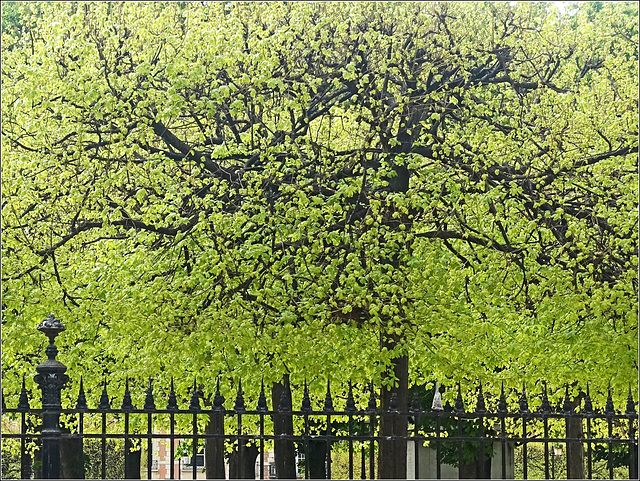 Arbre au printemps, square Louis XIII