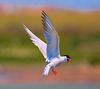 EF7A0314 Common Tern-1