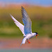 EF7A0314 Common Tern-1