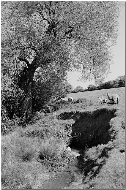 Where Sheep Safely Graze