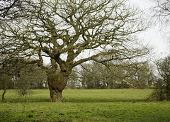 Burr (or Burl) on Tree Trunk