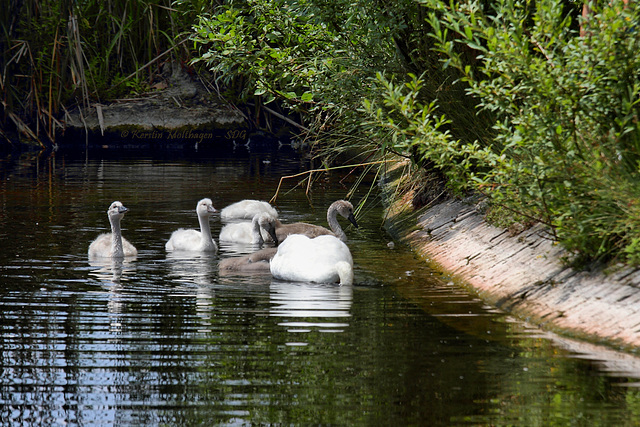 Familie Höckerschwan