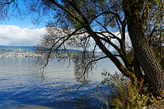 entlang dem Zürichsee (© Buelipix)