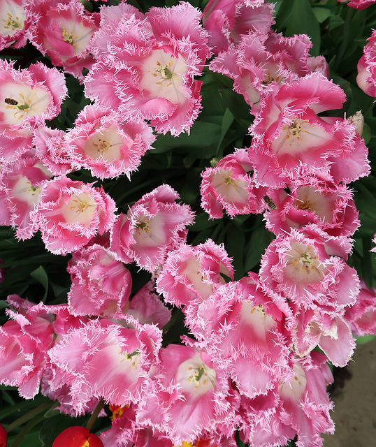 Frilly Pink Knickers