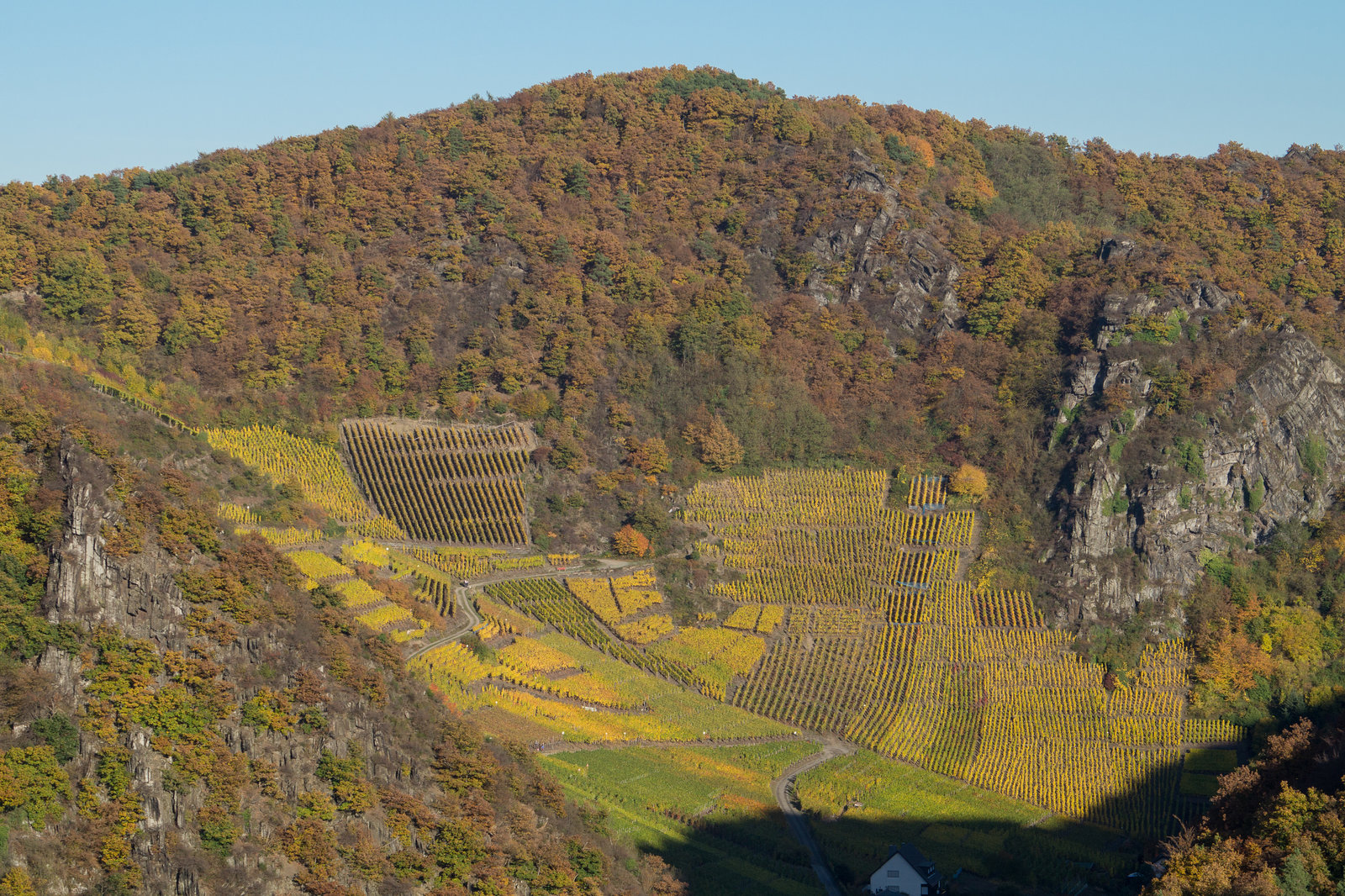 Altenahr - Weinberge DSC00837