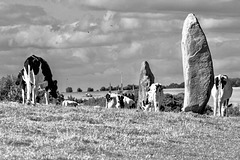 Cattle Grazing in The Avenue at Avebury (B&W)