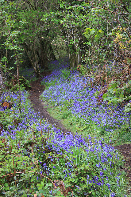 Bluebell Walk