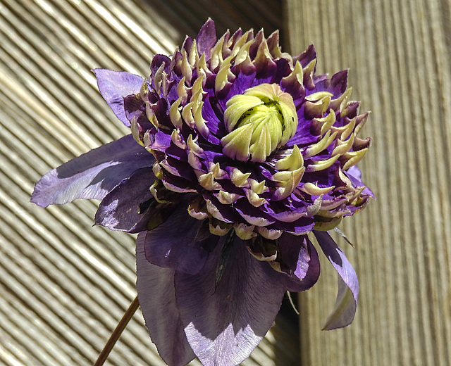 20210619 1002CPw [D~LIP] Waldrebe (Clematis 'Taiga'), Bad Salzuflen