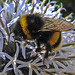 20210726 2005CPw [D~LIP] Insekt, Banater Kugeldistel (Echinops bannaticus), Bad Salzuflen