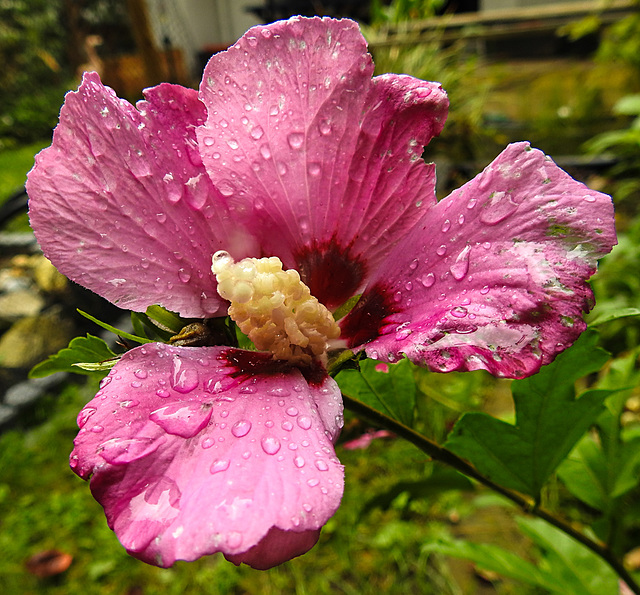 20210828 2608CPw [D~LIP] Straucheibisch (Hibiscus syriacus), Regentropfen, Bad Salzuflen