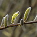 20220312 0377CPq [D~LIP] Weide (Salix sekka), UWZ, Bad Salzuflen