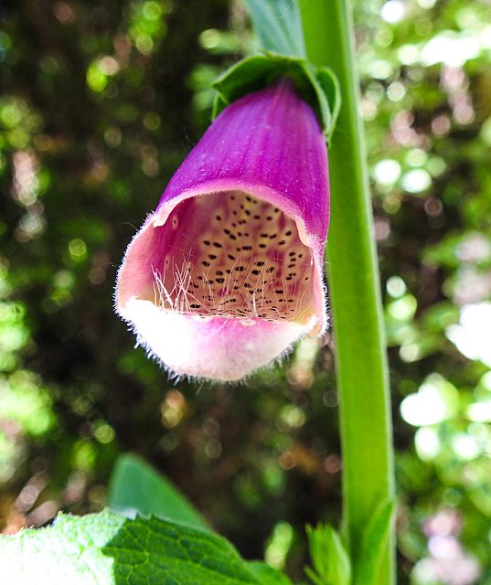 20220522 1090CPw [D~LIP] Roter Fingerhut (Digitalis purpurea), Bad Salzuflen