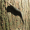 Five-lined skink on tree trunk