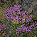 Iceland, Modest Northern Flowers of Lilac Colors