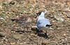 EF7A0320 Black Headed Gull and chick-3