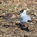 EF7A0320 Black Headed Gull and chick-3