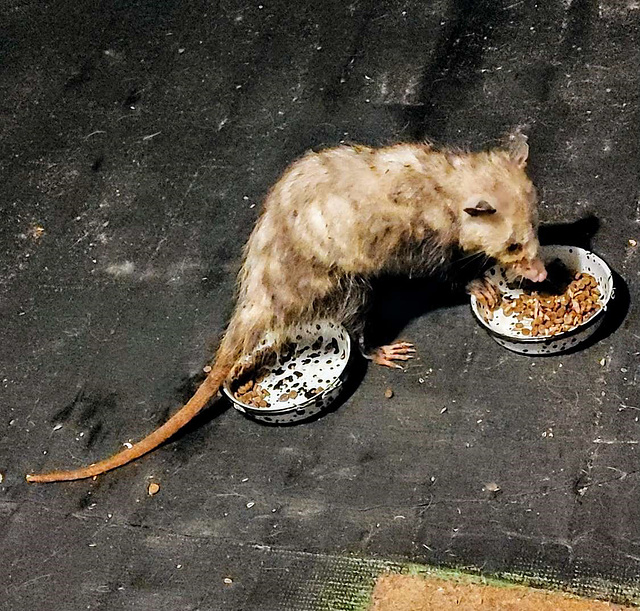 MR POSSUM CAME FOR SUPPER !