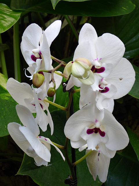 Flora