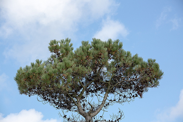 20140907 4863VRAw [NL] Kiefer, Terschelling