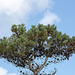 20140907 4863VRAw [NL] Seekiefer (Pinus pinaster), Terschelling