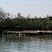 Torcello Gulls