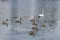 Familie Höckerschwan