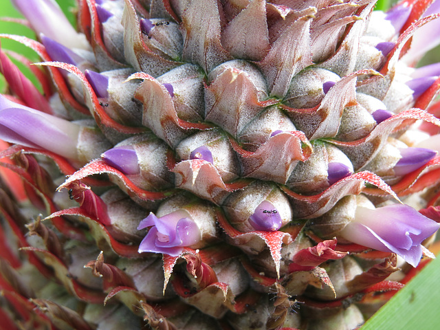 Pineapple flowers