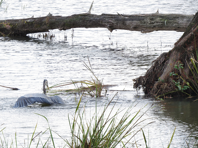 Great blue heron (3)