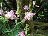 gdn - pink n white aquilegia