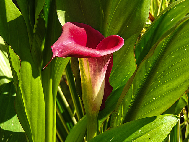 20210726 2006CPw [D~LIP] Gefleckte Calla (Zantedeschia albomaculata), Bad Salzuflen