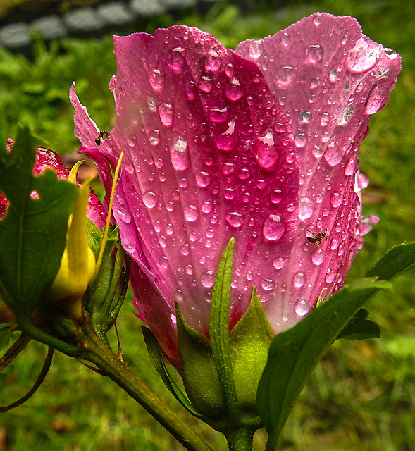 20210828 2609CPw [D~LIP] Straucheibisch (Hibiscus syriacus), Regentropfen, Bad Salzuflen